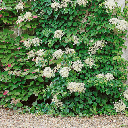 Climbing Hydrangea Plant 'Petiolaris'