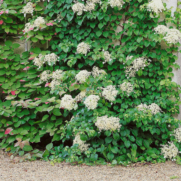 Climbing Hydrangea Plant 'Petiolaris'