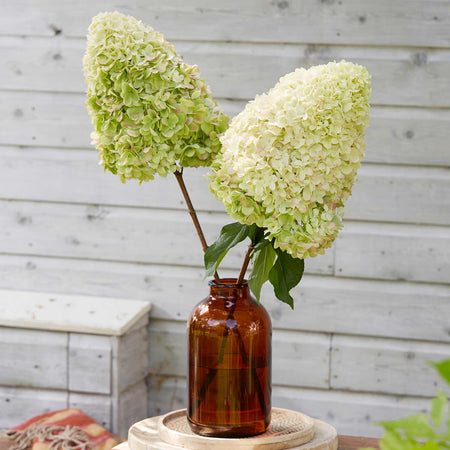 Hydrangea Plant 'Hercules'