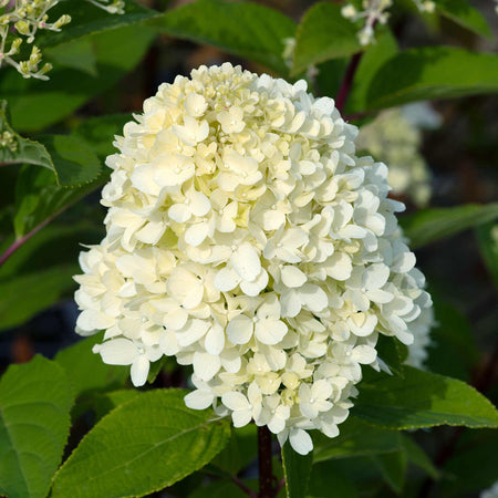Hydrangea Plant 'Mojito'