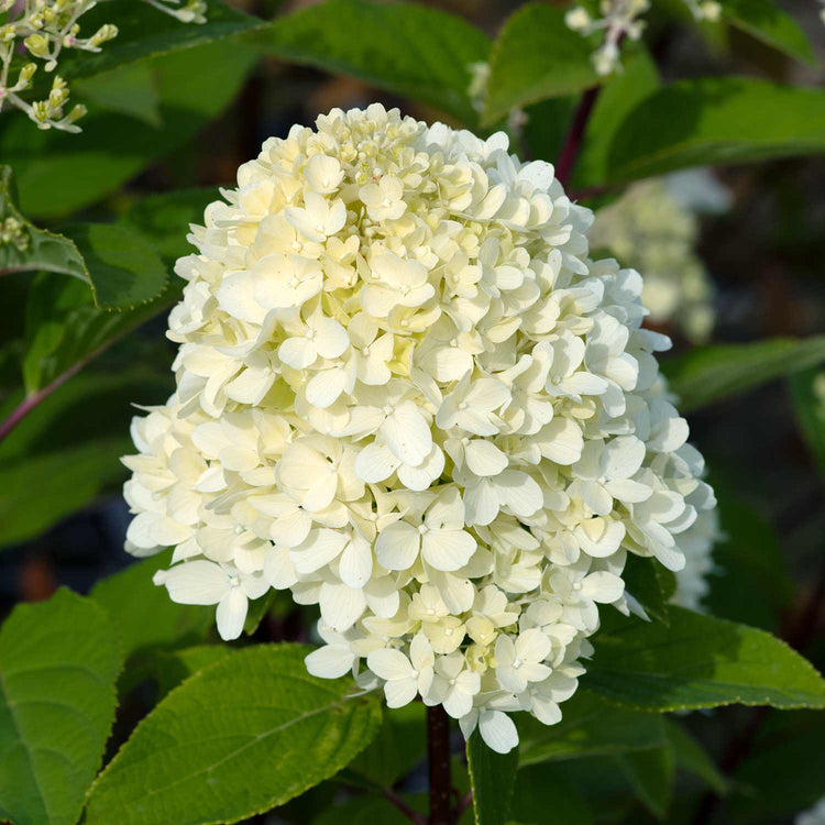 Hydrangea Plant 'Mojito'