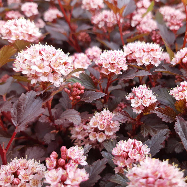 Physocarpus Plant 'Little Joker'