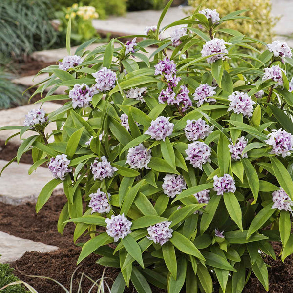 Daphne Hybrid Plant 'Perfume Princess'