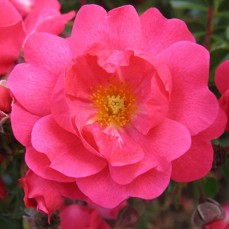 Flower Carpet Rose Collection