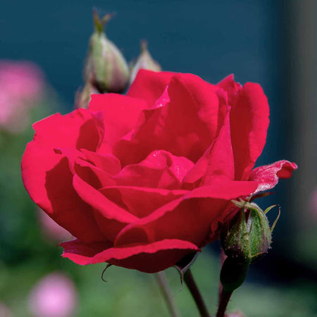 Climbing Rose Plant 'Pauls Scarlet'