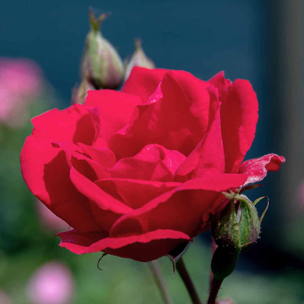 Climbing Rose Plant 'Pauls Scarlet'