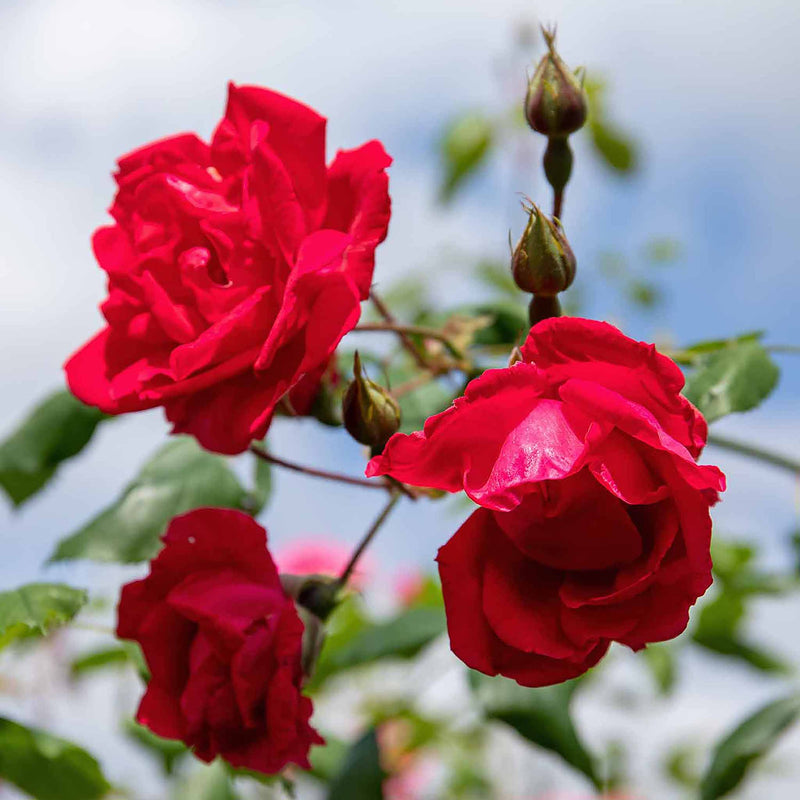 Climbing Rose Plant 'Pauls Scarlet'