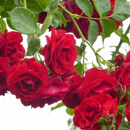 Climbing Rose Plant 'Pauls Scarlet'