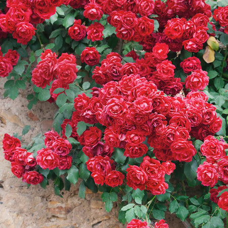 Climbing Rose Plant 'Pauls Scarlet'