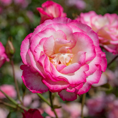 Climbing Rose Plant 'Handel'