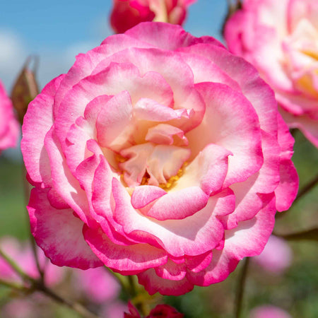 Climbing Rose Plant 'Handel'