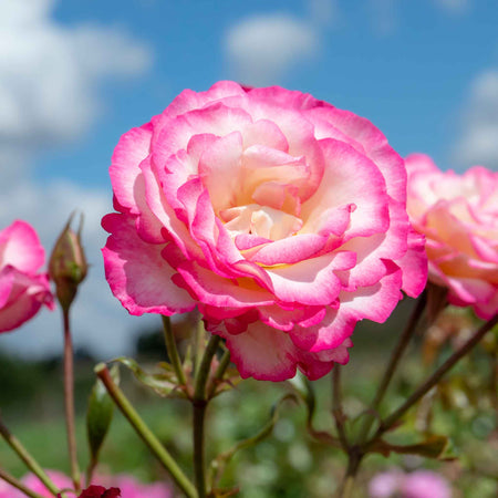 Climbing Rose Plant 'Handel'