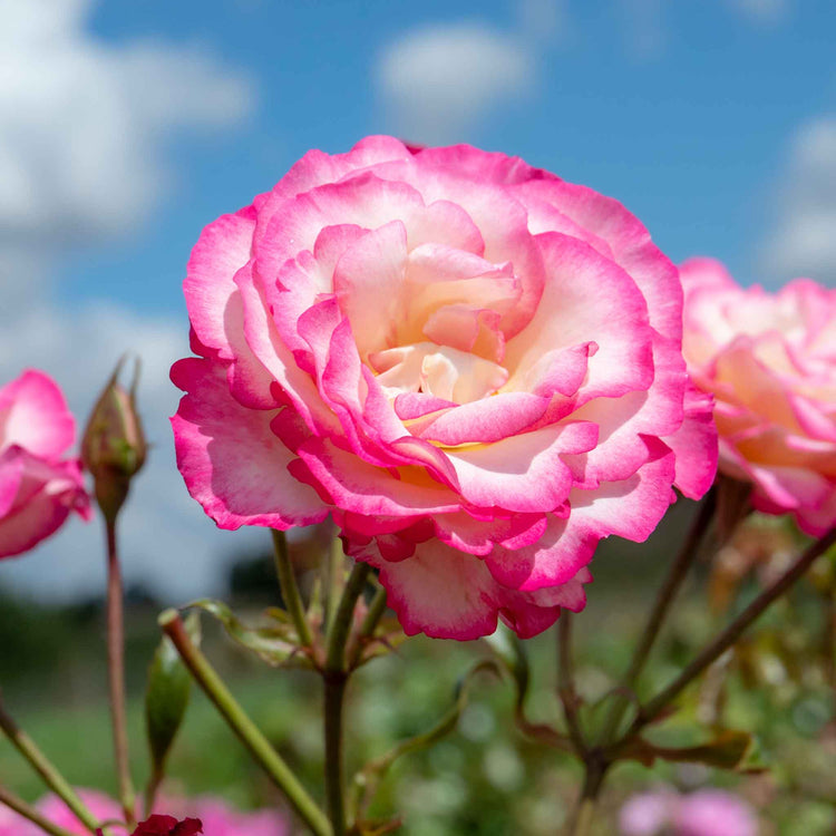 Climbing Rose Plant 'Handel'