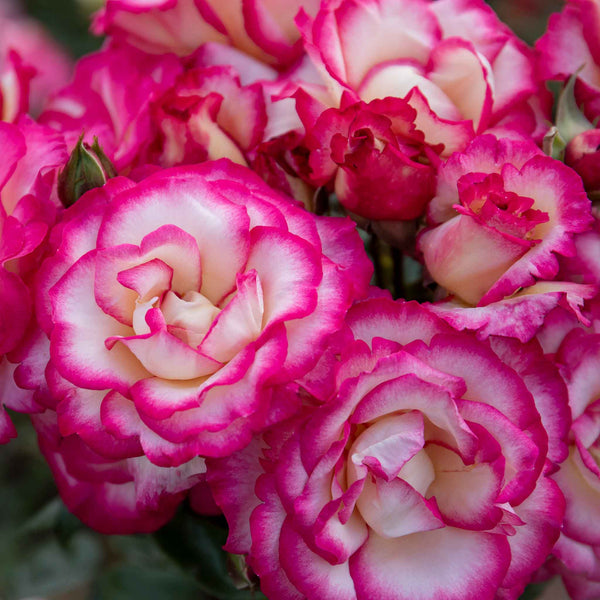 Climbing Rose Plant 'Handel'