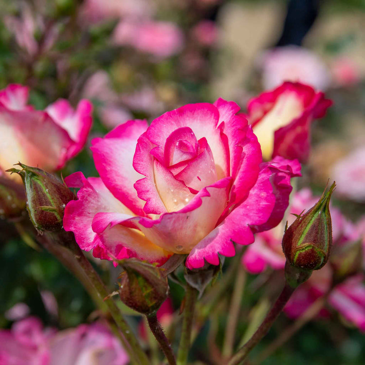 Climbing Rose Plant 'Handel'