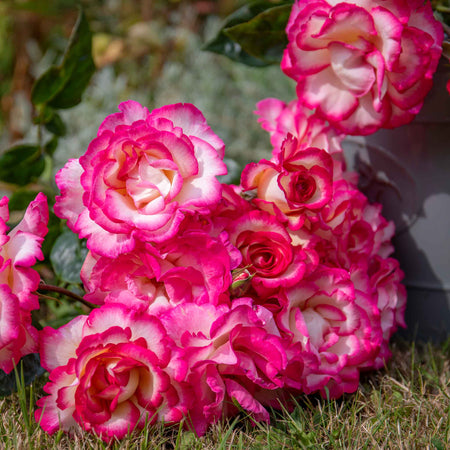 Climbing Rose Plant 'Handel'