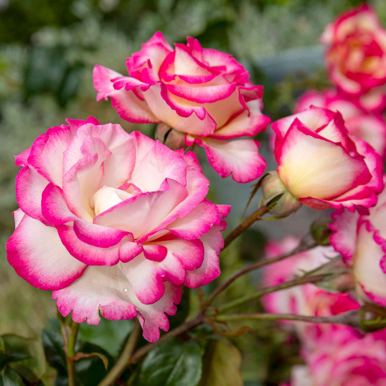 Climbing Rose Plant 'Handel'