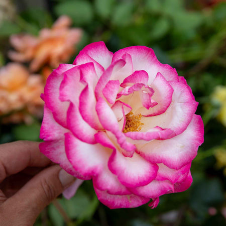 Climbing Rose Plant 'Handel'