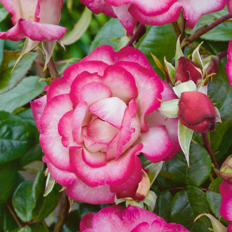 Climbing Rose Plant 'Handel'