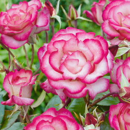 Climbing Rose Plant 'Handel'