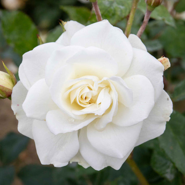 Climbing Rose Plant 'Iceberg'