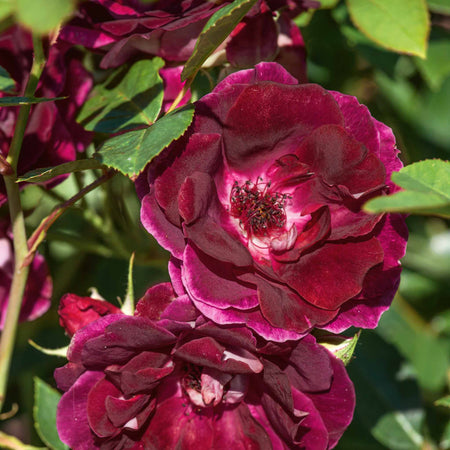 Rose Bush Plant 'Burgundy Ice'