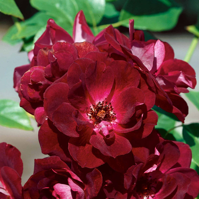 Rose Bush Plant 'Burgundy Ice'