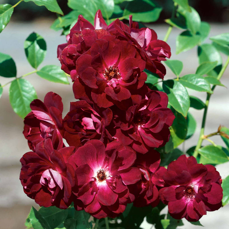 Rose Bush Plant 'Burgundy Ice'