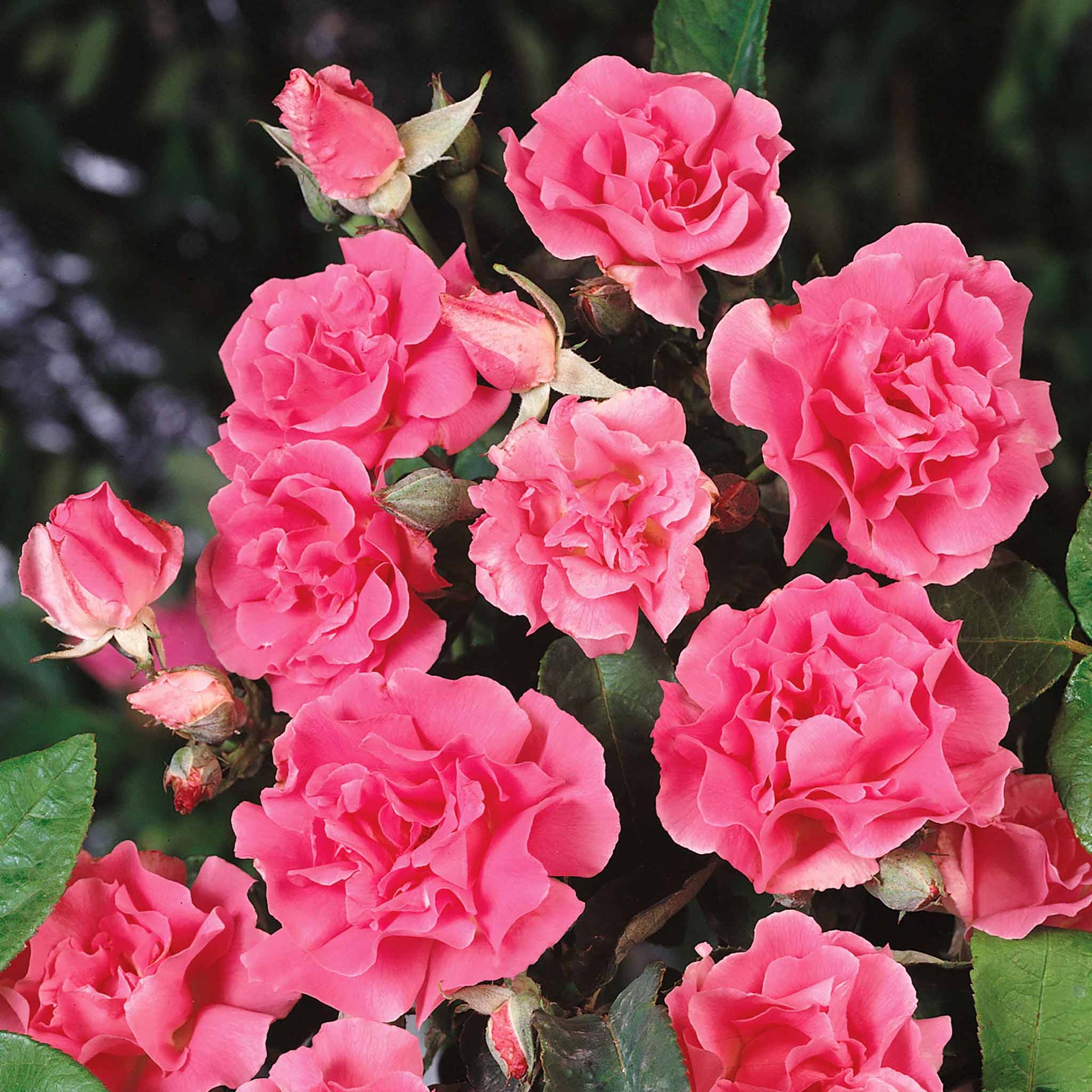Rose Bush Plant 'Zephirine Drouhin' Buy Rose Plants Online Rose