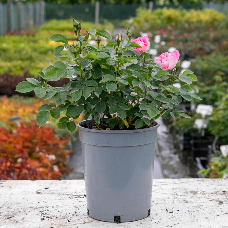 Rose Bush Plant 'SEE YOU In Rose'