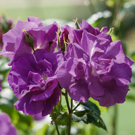 Shrub Rose Collection