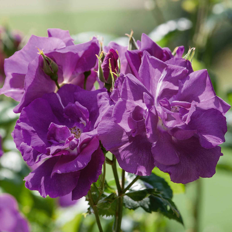 Rose Bush Plant 'Rhapsody In Blue'