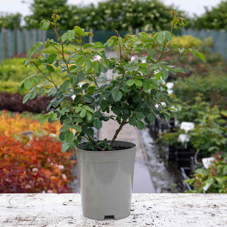 Climbing Rose Plant 'Peach Melba'