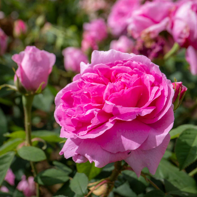 Rose Bush Plant 'Comte De Chambord'