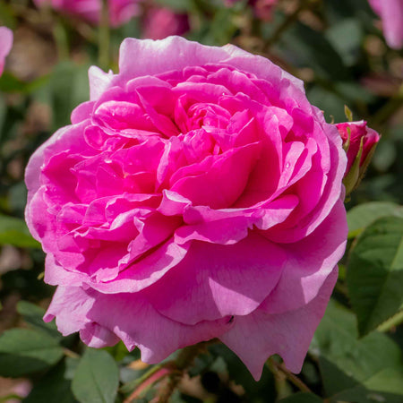 Rose Bush Plant 'Comte De Chambord'