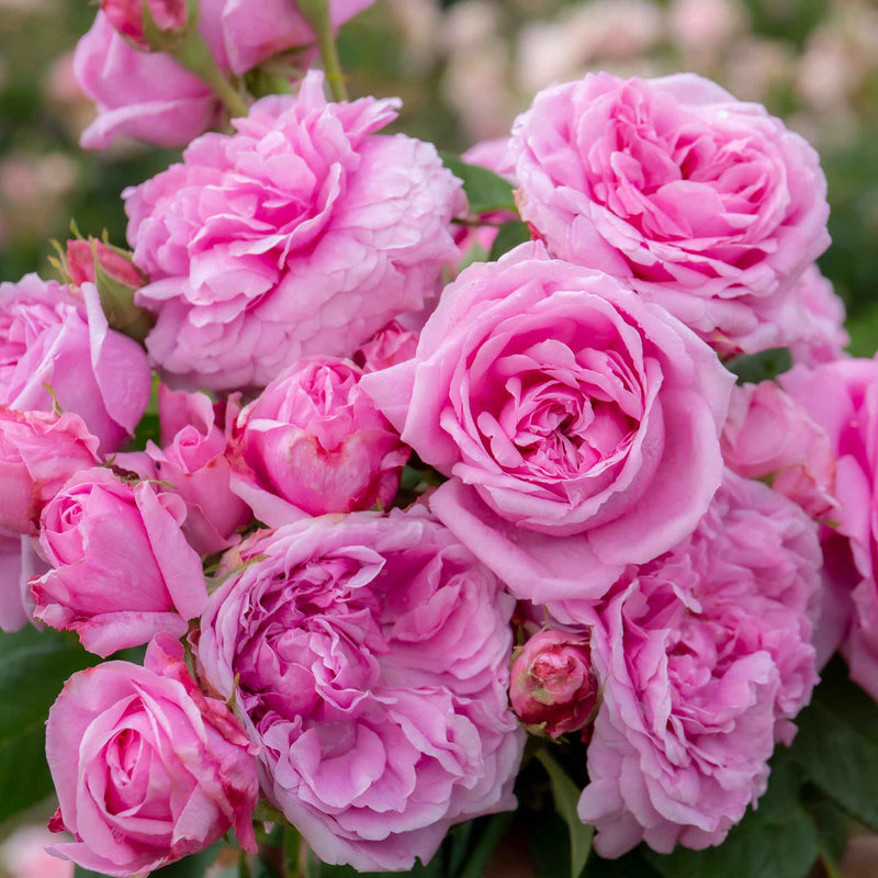 Rose Bush Plant 'Comte De Chambord'