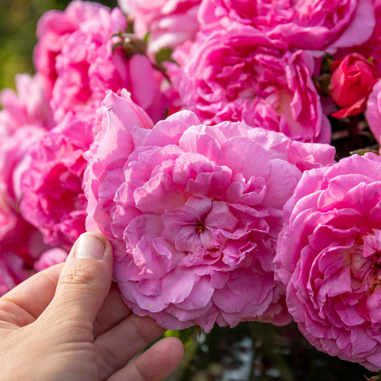 Rose Bush Plant 'Comte De Chambord'