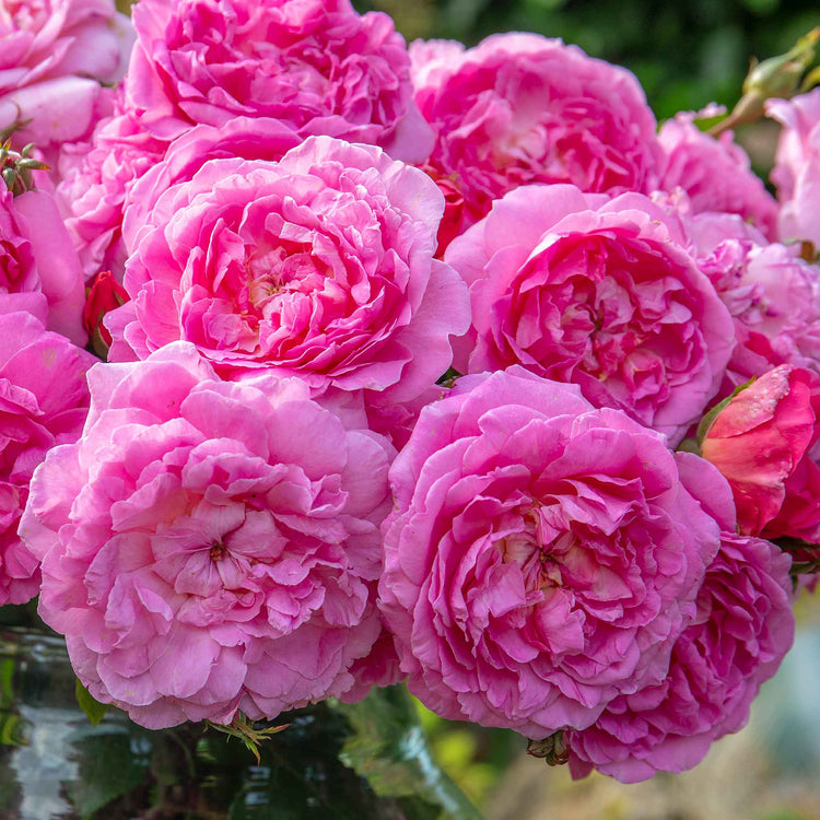 Rose Bush Plant 'Comte De Chambord'