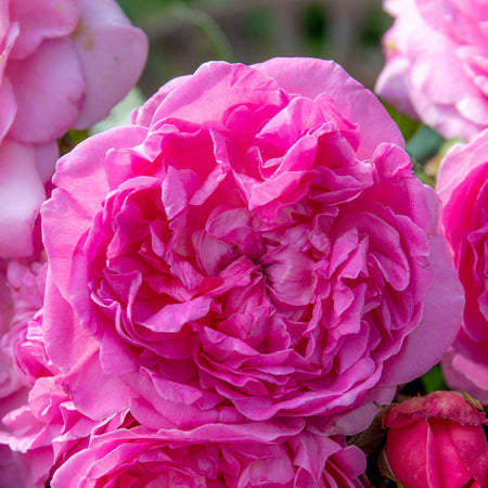 Rose Bush Plant 'Comte De Chambord'