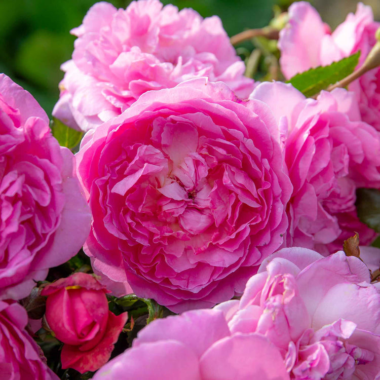 Rose Bush Plant 'Comte De Chambord'