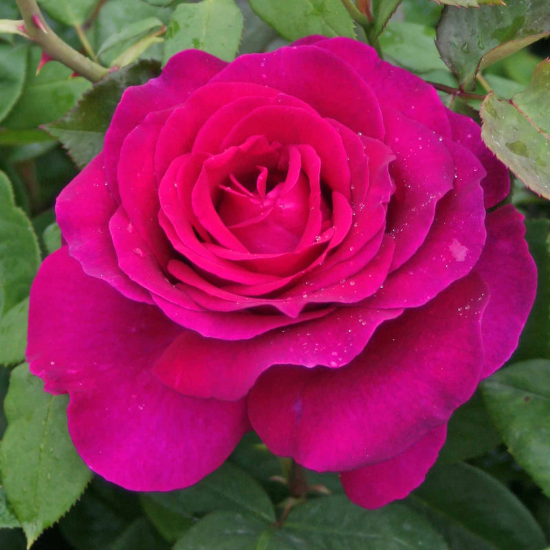 Rose Bush Plant 'Pure Poetry'