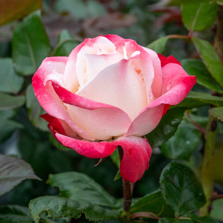 Rose Bush Plant 'Nostalgia'