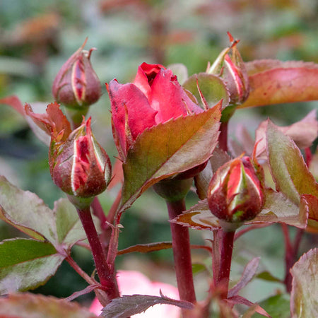 Rose Bush Plant 'Nostalgia'