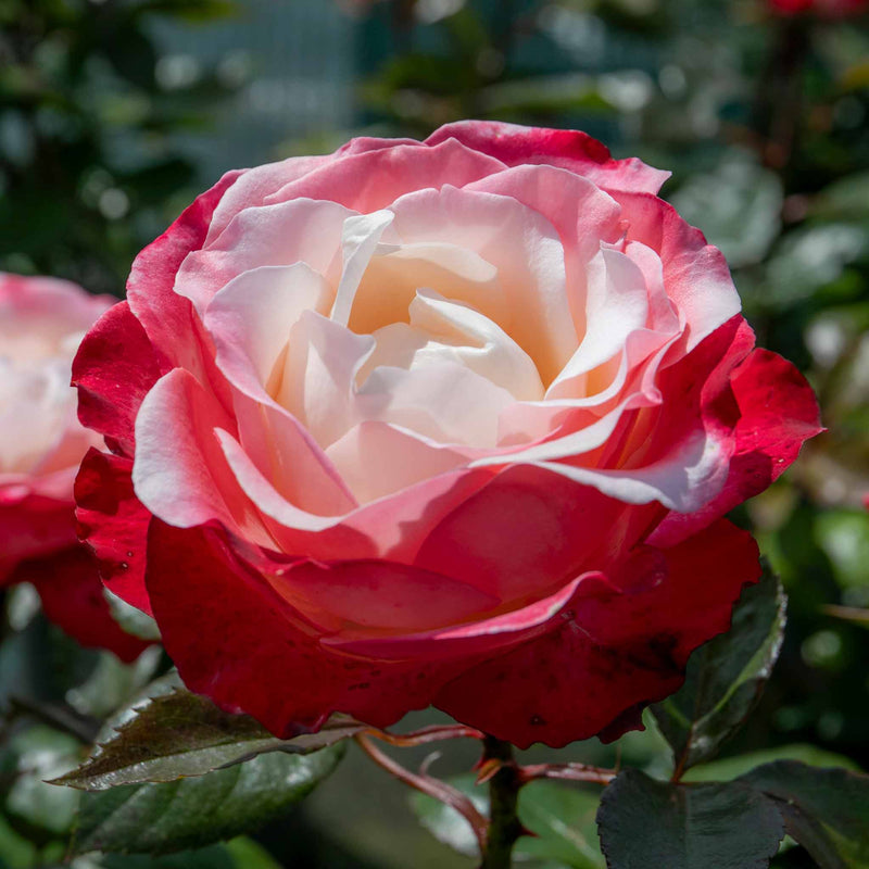 Rose Bush Plant 'Nostalgia'