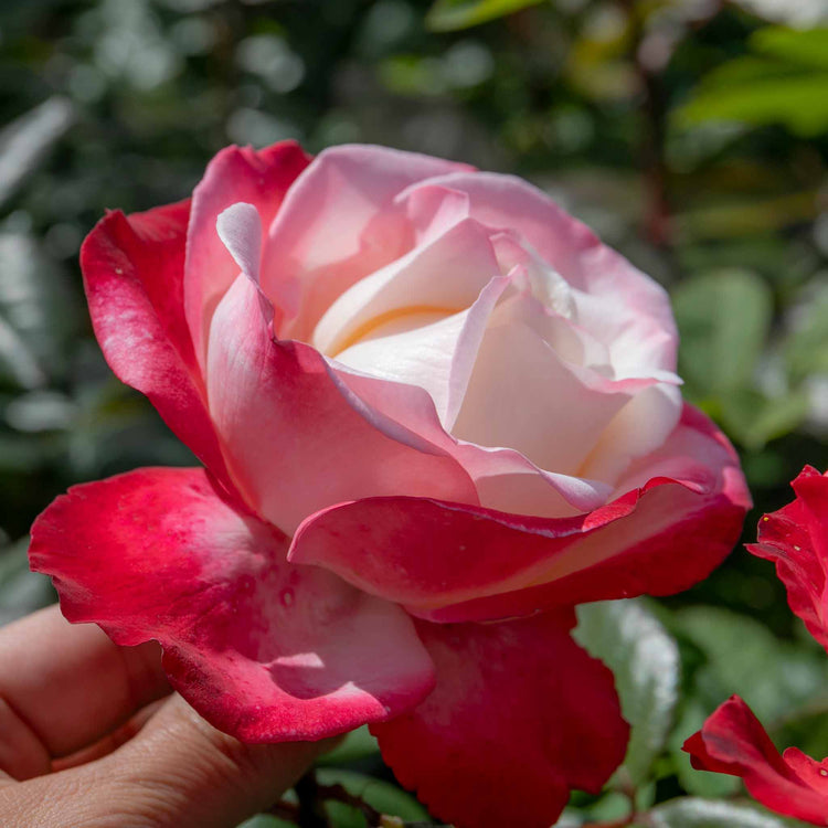 Rose Bush Plant 'Nostalgia'