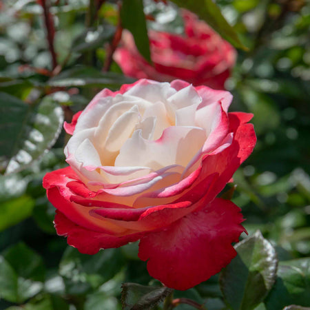 Rose Bush Plant 'Nostalgia'