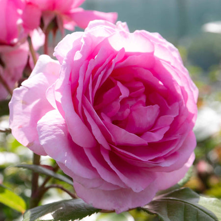 Celebration Rose Collection