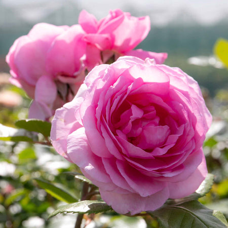 Rose Bush Plant 'Mum In A Million'