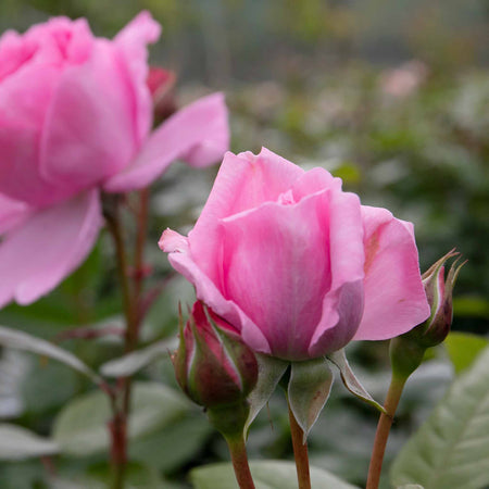 Rose Bush Plant 'Mum In A Million'