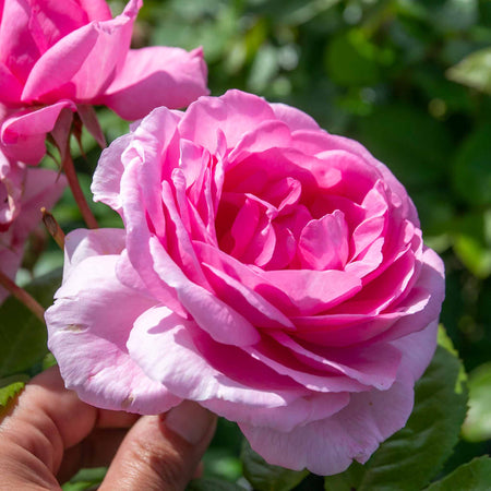 Rose Bush Plant 'Mum In A Million'